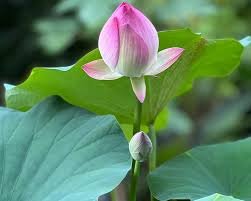 1 Pcs White Lotus Flowers Red End Nelumbo Nucifera Pond Plant Flowering