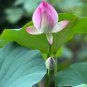 1 Pcs White Lotus Flowers Red End Nelumbo Nucifera Pond Plant Flowering