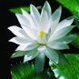 1 Pcs Big White Lotus Flower Nelumbo Pond Plants