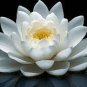 1 Pcs Big White Lotus Flower Nelumbo Pond Plants