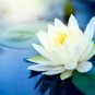 1 Pcs Big White Lotus Flower Nelumbo Pond Plants