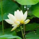 1 Pcs Purely White Nelumbo Nucifera China Beautiful Lotus Pad Flower Pond 1 Pcs Purely White Nelumbo Nucifera China Beautiful Lotus Pad Flower Pond