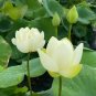 1 Pcs Purely White Nelumbo Nucifera China Beautiful Lotus Pad Flower Pond