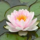 1 Pcs Nymphaea Eldorado Asian Pink Lotus Pad Flower Pond