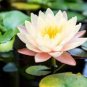 1 Pcs Nymphaea Eldorado Asian Pink Lotus Pad Flower Pond