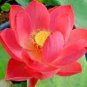 1 Pcs Purely Red Nelumbo Nucifera China Beautiful Lotus Pad Flower Pond