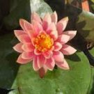 1 Pcs Justin Pink Water Lily Nymphaea Flower 1 Pcs Justin Pink Water Lily Nymphaea Flower