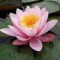 1 Pcs Justin Pink Water Lily Nymphaea Flower