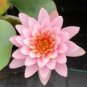 1 Pcs Justin Pink Water Lily Nymphaea Flower