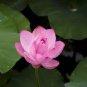 1 Pcs Attractting Bee Pink Huge Nelumbo Nucifera Lotus Flower Pond Plant