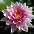 1 Pcs AU Pink Water Lily Nymphaea Flower