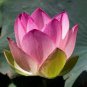 1 Pcs White Nelumbo Nucifera Lotus Flower w/ Red Edge Hybrid Pond Plant