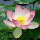 1 Pcs Tassels Luxury Nelumbo Nucifera Lotus Flower Pond Plant 1 Pcs Tassels Luxury Nelumbo Nucifera Lotus Flower Pond Plant