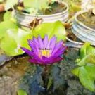 1 Pcs Seeds Dark Purple Water Lily Hybrid Pond Plant Lotus 1 Pcs Seeds Dark Purple Water Lily Hybrid Pond Plant Lotus
