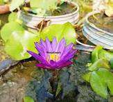 1 Pcs Seeds Dark Purple Water Lily Hybrid Pond Plant Lotus