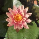 1 Pcs Shy Girl Pink Water Lily Nymphaea Flower