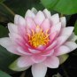 1 Pcs Shy Girl Pink Water Lily Nymphaea Flower
