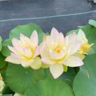 1 Pcs Golden Nelumbo Nucifera Lotus Flower Pond Plant