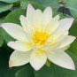 1 Pcs Golden Nelumbo Nucifera Lotus Flower Pond Plant