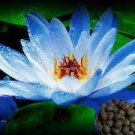 1 Pcs Dark Blue Nymphaea Caerulea China Water Lily Pad Flower Pond 1 Pcs Dark Blue Nymphaea Caerulea China Water Lily Pad Flower Pond