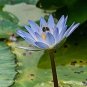 1 Pcs Purple Nymphaea Caerulea China Water Lily Pad Flower Pond