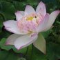 1 Pcs Nelumbo Nucifera China Beautiful Lotus Pad Flower Pond Seeds