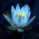 1 Pcs Nelumbo Nucifera Dark Blue Lotus Flowers New Variety