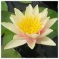 1 Pcs Nymphaea Eldorado Asian Orange Water Lily Pad Flower Pond Seeds