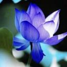 1 Pcs Blue Nelumbo Nucifera China Beautiful Lotus Pad Flower Pond Seeds