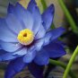 1 Pcs Blue Nelumbo Nucifera China Beautiful Lotus Pad Flower Pond Seeds