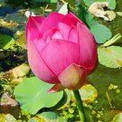 1 Pcs Heirloom 'Hong Guniang' Red Lotus (Nelumbo Nucifera) Seeds