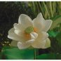 1 Pcs Heirloom 'Bai Xu' White Lotus (Nelumbo Nucifera) Seeds