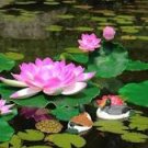 1 Pcs 'Shalina' White Lotus Flower Water Lily Flower Aquatic Plants DIY 1 Pcs 'Shalina' White Lotus Flower Water Lily Flower Aquatic Plants DIY