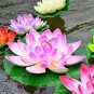1 Pcs 'Shalina' White Lotus Flower Water Lily Flower Aquatic Plants DIY