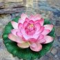 1 Pcs 'Shalina' White Lotus Flower Water Lily Flower Aquatic Plants DIY