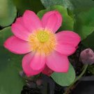 1 Pcs 'Helena Rubinstein' Red Lotus Flower Water Lily Flower Aquatic Plants DIY