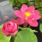 1 Pcs 'Helena Rubinstein' Red Lotus Flower Water Lily Flower Aquatic Plants DIY