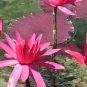 1 Pcs 'Helena Rubinstein' Red Lotus Flower Water Lily Flower Aquatic Plants DIY