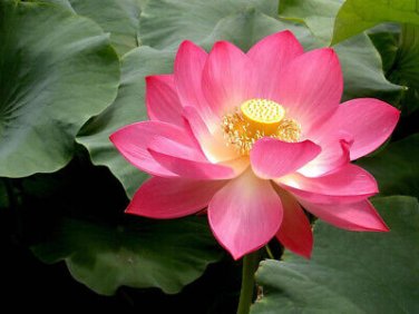 1 Pcs Luoyang Peonies Lotus Pink Nelumbo Nucifera DIY
