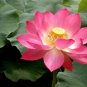 1 Pcs Luoyang Peonies Lotus Pink Nelumbo Nucifera DIY
