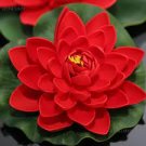 1 Pcs 'Bride' Red Lotus Flower Water Lily Flower Aquatic Plants DIY