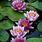 1 Pcs 'Bathing Beauty' Pink Lotus Flower Water Lily Flower Aquatic Plants DIY