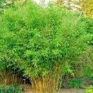 10 Pcs Rare Tianshan Umbrella Bamboo Perennial Evergreen Plants