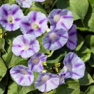 10 Pcs Imported White Morning Glory with Purple Spot Flowers 10 Pcs Imported White Morning Glory with Purple Spot Flowers
