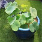 1 Pcs 'Bai Rou Bear' Light Golden Big Blooms Double Lotus with Green Centre Flower 1 Pcs 'Bai Rou Bear' Light Golden Big Blooms Double Lotus with Green Centre Flower