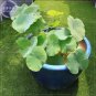 1 Pcs 'Bai Rou Bear' Light Golden Big Blooms Double Lotus with Green Centre Flower