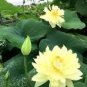 1 Pcs 'Bai Rou Bear' Light Golden Big Blooms Double Lotus with Green Centre Flower