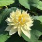 1 Pcs 'Bai Rou Bear' Light Golden Big Blooms Double Lotus with Green Centre Flower