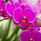 24 Types Perennial Phalaenopsis Orchid Flower Seeds for your choose