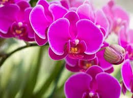 24 Types Perennial Phalaenopsis Orchid Flower Seeds for your choose